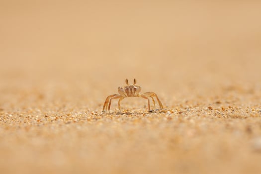 crab on the sand close-up photo