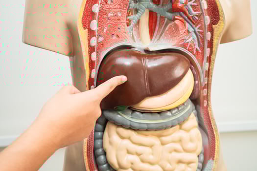 Student teenage learning biology human body model photo