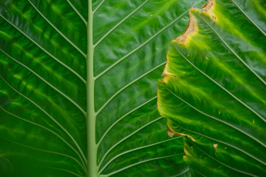 Green Nature Leaves texture photo