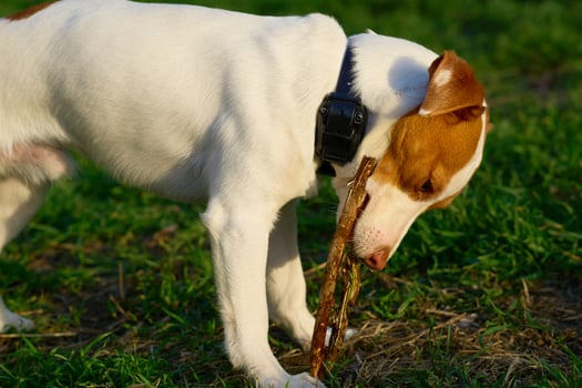 Funny Jack Russell Terrier chewing on a stick photo