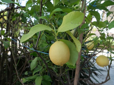 lemon fruit plant photo