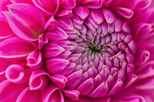 Petal Symphony Bold Elegance of the Dahlia Flower photo