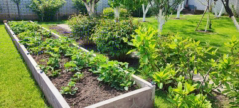 Raised garden beds a with young plants in organized backyard. home gardening, sustainability and eco lifestyle photo