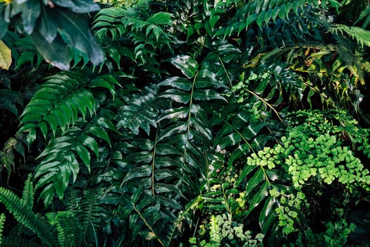 Lush green ferns and foliage thriving in a dense forest environment during daylight photo