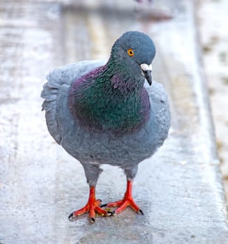 Rock Pigeon Detailed Close-up of a City Bird photo