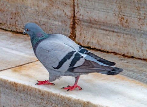 Stunning Rock Pigeon Detailed Close-Up of City Bird photo