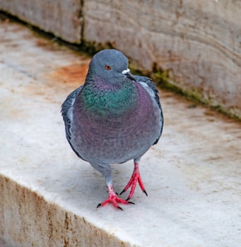 Majestic City Pigeon A Close-Up View of Urban Avian Life photo