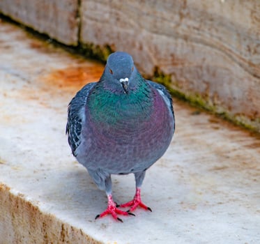 Vibrant City Pigeon A Close-Up Look at Urban Avian Life photo