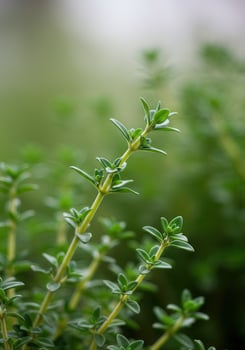 Close-up shot of fresh green thyme plant photo