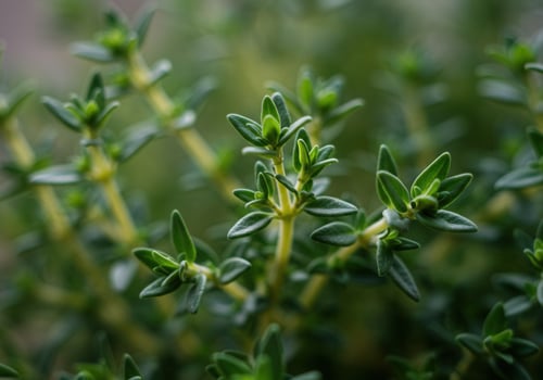 A detailed shot of a thriving thyme plant, perfect for culinary use. photo
