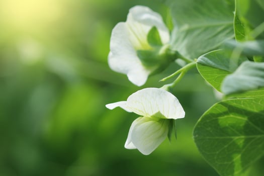 Green Pea plant with white flower in a garden photo
