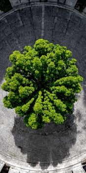 Tree grows in a stone circle aerial view from above in the daytime photo