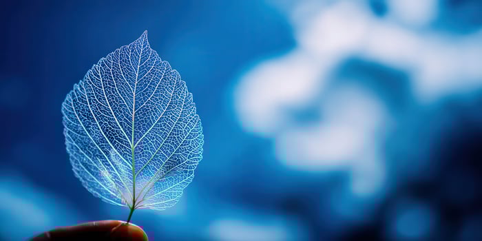 Leaf skeleton held by finger against blue background photo