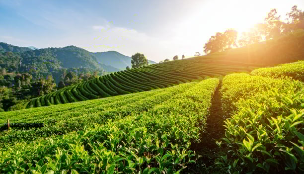 Breathtaking green tea plantation glistens under the morning sun, set against a backdrop of rolling hills and clear blue sky. photo