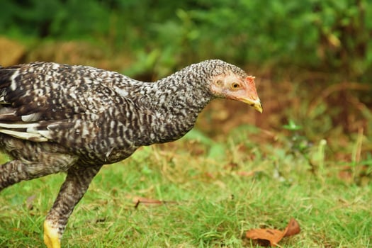 Closeup head of black and white chicken walking on grass in village yard photo