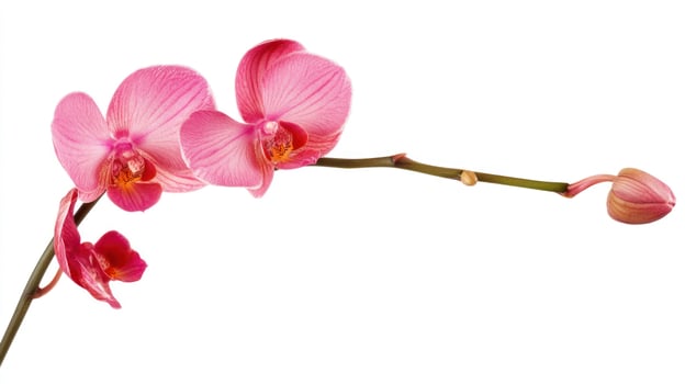 Pink orchid branch photo
