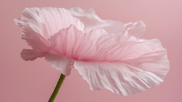 Delicate pink poppy flower close-up photo