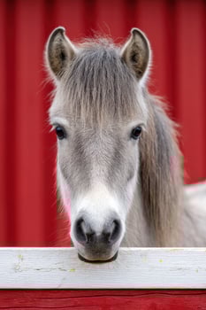 Gray horse with soft mane gazes curiously over a wooden fence, set against a vibrant red barn background, showcasing the beauty of equine companionship and rural life photo