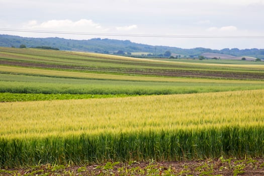 Undulating fields whisper timeless tales of harvest, echoing the Festival of Wheat amidst a quilted tapestry of verdant hues photo