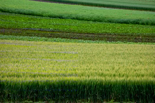 Lush, undulating fields in mesmerizing green hues evoke Beltane celebrations, echoing whispers of agrarian abundance and serenity photo