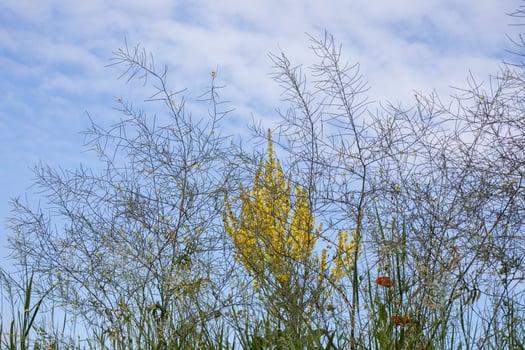 Whimsical wildflowers dance under whispering skies, celebrating the rustic allure of World Biodiversity Day and the Festival of Weeds photo