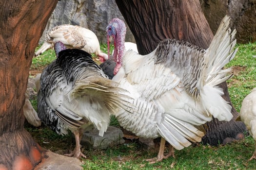Group of Turkeys Standing on Grass in Outdoor Farm Area photo