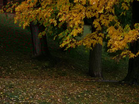 Yellow autumn leaves in a park photo