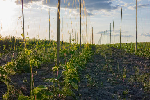 Bean plants are growing in neat rows supported by poles, set in a green field under a blue sky illuminated by the setting sun photo