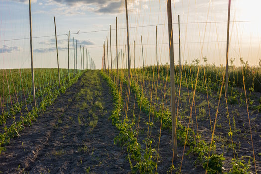 Bean plants thrive in neat rows within a large farming field as the sun sets, casting beautiful light and shadows across the landscape photo