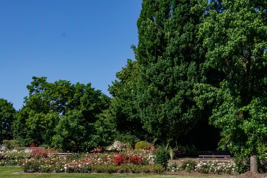A large green tree in a rose garden photo