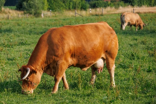 A cow eating grass in a field photo