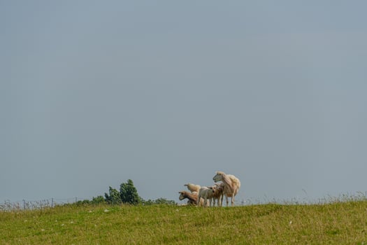 A herd of sheep standing on a hill photo