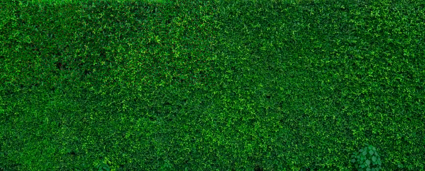 Small green leaves in hedge wall texture background. Closeup green hedge plant in garden. Eco evergreen hedge wall. Natural backdrop. Beauty in nature. Green leaves with natural wallpaper. photo