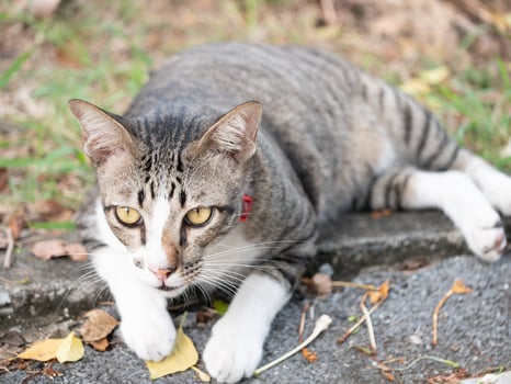 Playful cat relaxing in nature outdoor setting animal photography calm environment close-up view pet behavior insights photo