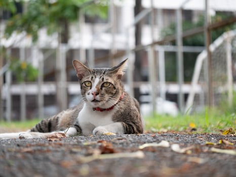 Playful cat relaxing outdoors urban park animal photography natural setting close-up serenity in nature photo