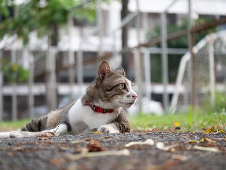Playful cat observing surroundings in urban park nature photography outdoor environment low angle perspective pet behavior photo