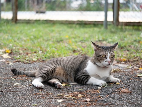 Playful tabby cat relaxing outdoors in a lush green environment captured close-up in a natural setting photo