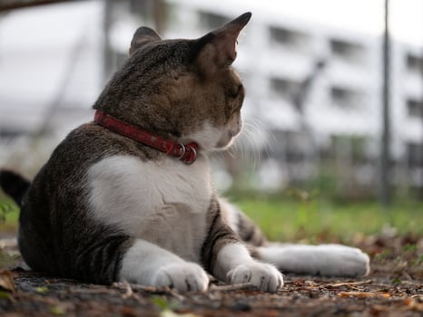 Cat relaxing in urban park outdoor photography nature peaceful environment side view pet lifestyle photo