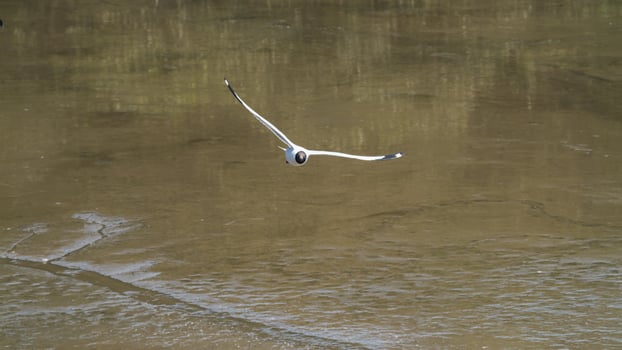 Seagull in flight over calm water coastal area wildlife photography natural environment aerial view serenity of nature photo