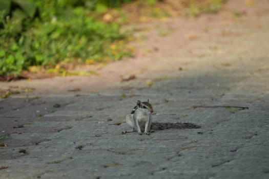 Squirrel on a paved path photo