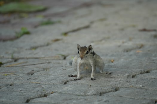 A cute squirrel posing on a stone pavement photo