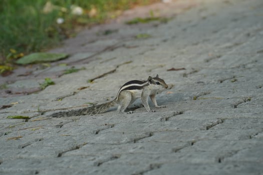 A Squirrel on a Paved Surface photo