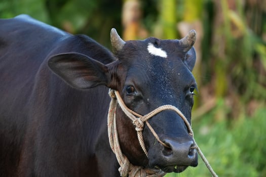 A close-up portrait of a black cow with horns, facing the camera. photo