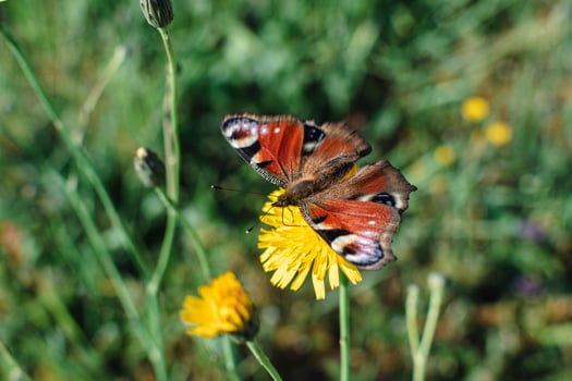 Peacock butterfly in a garden, aglais io, inachis io, nymphalidae, real life photo