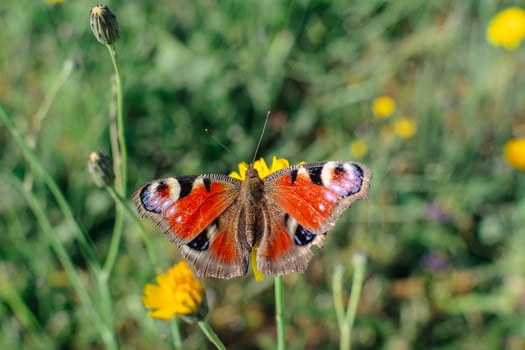 Peacock butterfly in a garden, aglais io, inachis io, nymphalidae, real life photo, outdoors photo