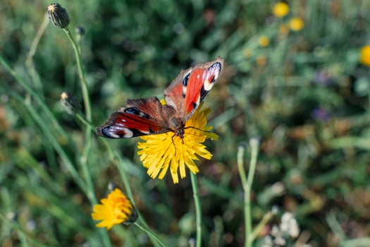 Peacock butterfly in a garden, aglais io, inachis io, nymphalidae, real life photo, insect photo