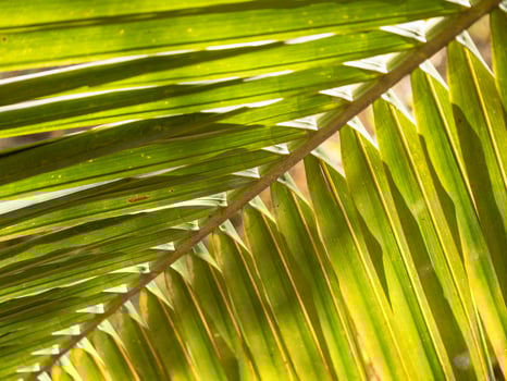 Lush green palm leaves tropical forest nature bright sunlight close-up perspective photo
