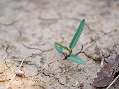 Resilient plant growth in arid soil nature dry environment close-up perspective photo