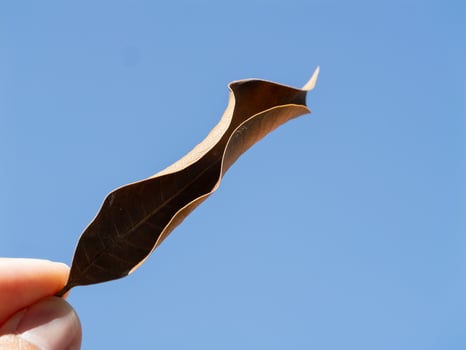 Hand holding a curved dried leaf against a clear blue sky nature outdoor macro photo