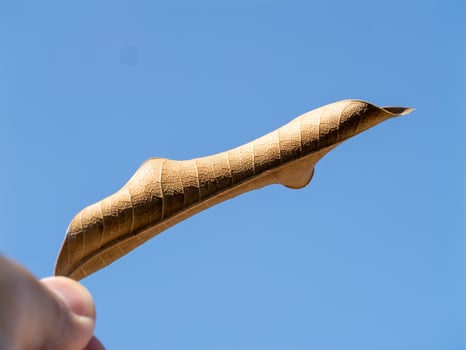 Nature action unique leaf suspended in sky outdoor minimalist aesthetic photo